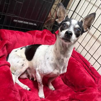 Pepper -  Chihuahua Dog for Adoption in Kerrville, Texas - Pepper | PetCurious