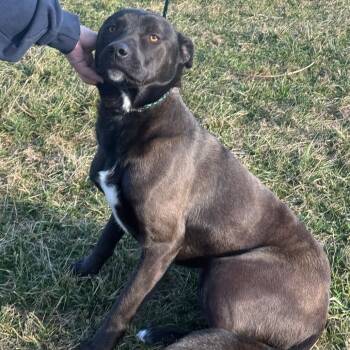 Black Labrador Retriever Dogs Available for Adoption - Harley | PetCurious