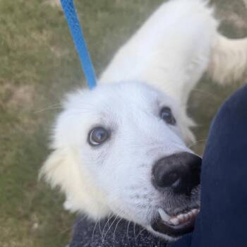 Hugo -  Mixed Breed Dog for Adoption in Binghamton, New York - Hugo | PetCurious