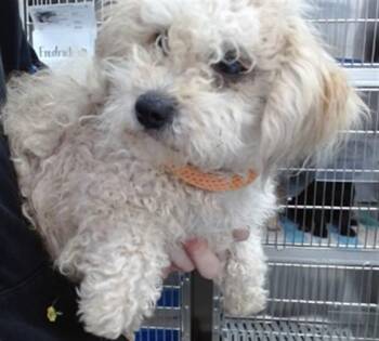 EVIE -  Poodle Dog for Adoption in Salinas, California - EVIE | PetCurious