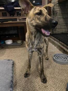 Belgian Shepherd Malinois and Dutch Shepherd Dogs Available for Adoption in Liverpool, Texas - Dingo | PetCurious