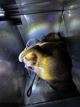 Rescue Mixed Breed Dogs for Adoption in Dallas, Texas - 1 | PetCurious