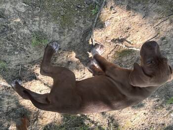 English Springer Spaniel and Golden Retriever Dogs Available for Adoption - Socks  | PetCurious