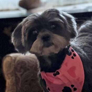 Shih Tzu Dogs Available for Adoption - Midnight | PetCurious