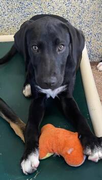 Mixed Breed Dogs Available for Adoption in Stanwood, Washington - Annabelle | PetCurious