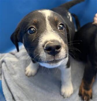 KRYSTAL -  Mixed Breed Dog for Adoption in Dallas, Texas - KRYSTAL | PetCurious