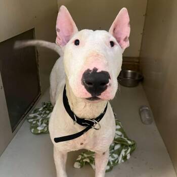 WAGS-Stray-23090 -  Bull Terrier Dog for Adoption in Westminster, California - WAGS-Stray-23090 | PetCurious