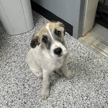 Terrier Dogs Available for Adoption - CeCe | PetCurious