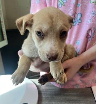 Terrier and Chiweenie Dogs Available for Adoption - Linguini | PetCurious