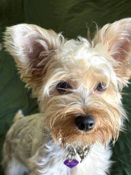 Bella -available for adoption -  Yorkshire Terrier Dog for Adoption in Tustin, California - Bella -available For Adoption | PetCurious