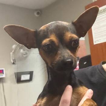 Madison -  Chihuahua and Mixed Breed Dog for Adoption in Yuma, Arizona - Madison | PetCurious