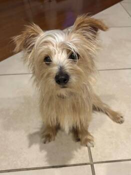 Tucker -  Terrier Dog for Adoption in Baker, Louisiana - Tucker | PetCurious
