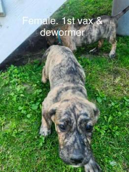 Dexy -  Shepherd and Labrador Retriever Dog for Adoption in Calgary, Alberta - Dexy | PetCurious