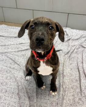 Wiggle -  Mixed Breed Dog for Adoption in Nashville, Tennessee - Wiggle | PetCurious