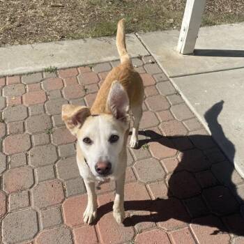 Bodie -  Labrador Retriever and Terrier Dog for Adoption in Escondido, California - Bodie | PetCurious