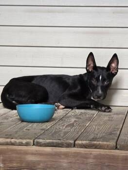 Lima Bean -  Shepherd Dog for Adoption in Bloomington, Indiana - Lima Bean | PetCurious