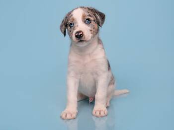 Date: Tinder -  Australian Shepherd and Great Dane Dog for Adoption in Palo Alto, California - Date: Tinder | PetCurious