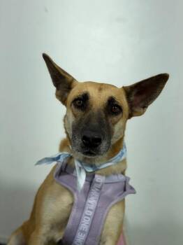 Priscilla-One of our Amazing Rescue Dogs -  German Shepherd Dog and Mixed Breed Dog for Adoption in Carlsbad, California - Priscilla-One Of Our Amazing Rescue Dogs | PetCurious