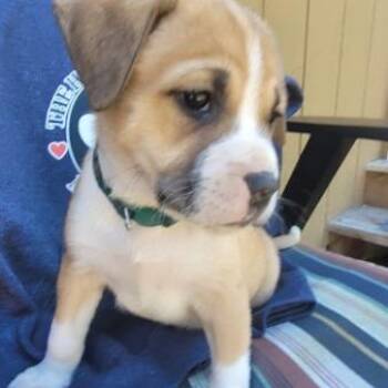 Mixed Breed Dogs Available for Adoption in Belfair, Washington - Wiley | PetCurious