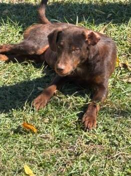 Rescue Labrador Retriever and Wirehaired Terrier Dogs for Adoption in Swainsboro, Georgia - Becks | PetCurious