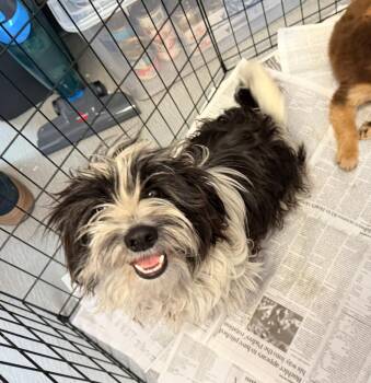 Maltese and Terrier Dogs Available for Adoption in Los Angeles, California - Momo | PetCurious