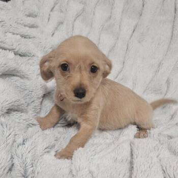 Mesa -  Terrier and Mixed Breed Dog for Adoption in Henderson, Nevada - Mesa | PetCurious