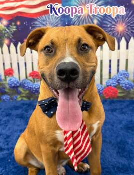 Koopa Troopa -  Mixed Breed Dog for Adoption in Flint, Michigan - Koopa Troopa | PetCurious