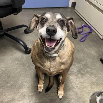Daisy -  Mixed Breed Dog for Adoption in Dekalb, Illinois - Daisy | PetCurious
