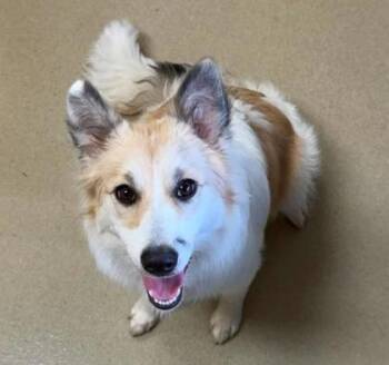 Ella -  Cardigan Welsh Corgi Dog for Adoption in Sullivan, Indiana - Ella | PetCurious