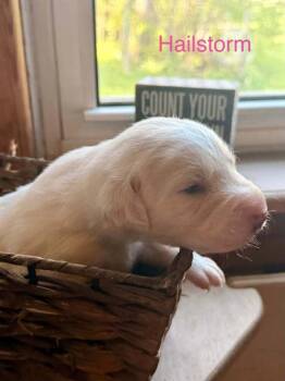 Hailstorm -  Hound Dog Available for Adoption in Waunakee, Wisconsin - Hailstorm | PetCurious