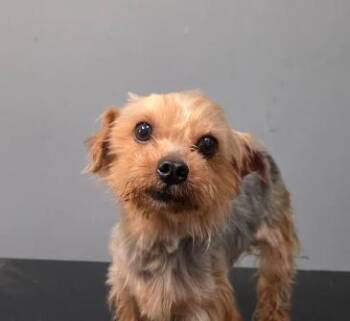Yorkshire Terrier and Maltese Dogs Available for Adoption in Manvel, Texas - Chris | PetCurious