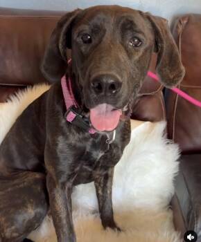 Lena -  Mastiff Dog for Adoption in Glendale, Arizona - Lena | PetCurious