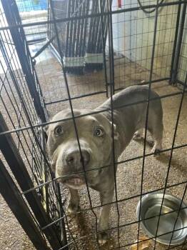 Bubbles -  Pit Bull Terrier Dog for Adoption in Mobile, Alabama - Bubbles | PetCurious