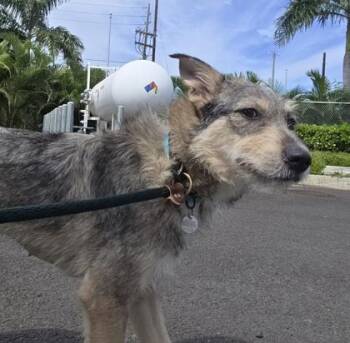 Terrier and Mixed Breed Dogs Available for Adoption in Honolulu, Hawaii - Tawny | PetCurious