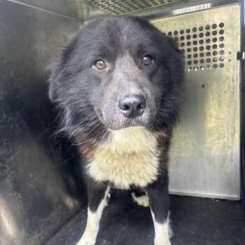 Dunn -  Great Pyrenees and Mixed Breed Dog Available for Adoption in Birmingham, Alabama - Dunn | PetCurious