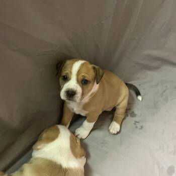 Mini Muffin -  Cattle Dog and Mixed Breed Dog for Adoption in Austin, Texas - Mini Muffin | PetCurious
