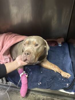 Rescue American Bulldog Dogs for Adoption in Wildomar, California - Moxie | PetCurious