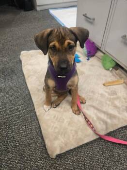 Leela -  Retriever Dog for Adoption in Valley Stream, New York - Leela | PetCurious