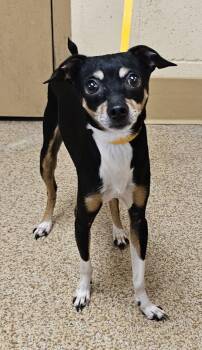 Miniature Pinscher Dogs Available for Adoption - Cecil | PetCurious