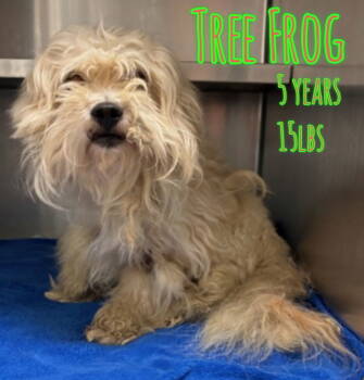 Rescue Terrier Dogs for Adoption in Holbrook, New York - TREE FROG | PetCurious