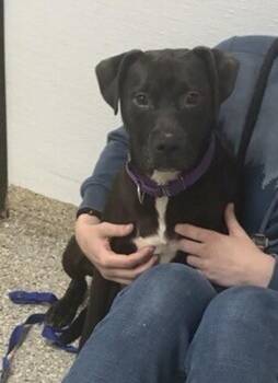 Pit Bull Terrier Dogs Available for Adoption in Vancouver, Washington - Pacman | PetCurious