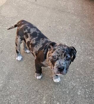 Gunnar -  Catahoula Leopard Dog Dog for Adoption in Plano, Texas - Gunnar | PetCurious