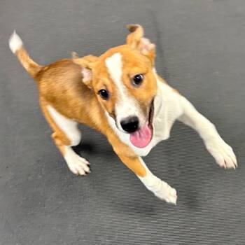Zelda -  Mixed Breed Dog for Adoption in Wantagh, New York - Zelda | PetCurious