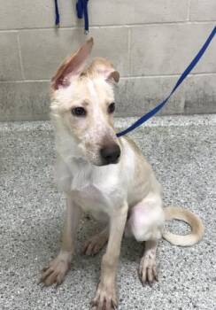 Rescue Labrador Retriever and Mixed Breed Dogs for Adoption in Conroe, Texas - GAILEN | PetCurious