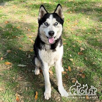 Siberian Husky Dogs Available for Adoption - GLACIER | PetCurious
