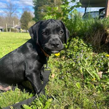 Labrador Retriever Dogs Available for Adoption in Houston, Texas - Woody | PetCurious