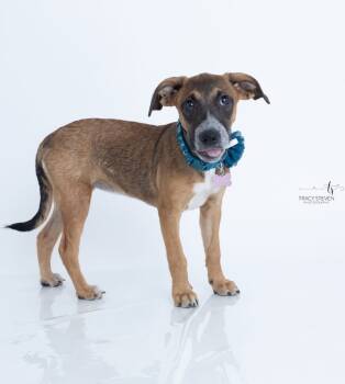 Rescue Mixed Breed Dogs for Adoption in Conroe, Texas - Millie Sue | PetCurious
