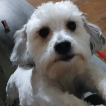 Poodle Dogs Available for Adoption - John | PetCurious