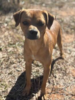 Rescue Pug Dogs for Adoption in Piedmont, Oklahoma - Walter | PetCurious