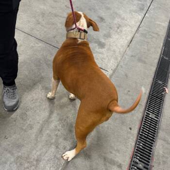Nala -  Mixed Breed Dog for Adoption in Las Cruces, New Mexico - Nala | PetCurious